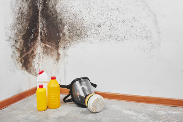 Best Fast Mold Removal  in Shepherd, MI