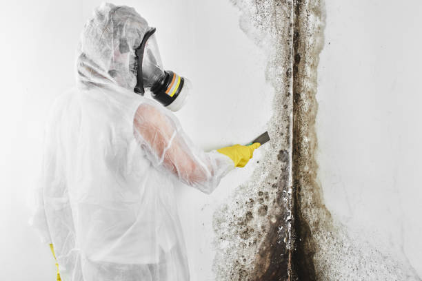 Best Best Mold Removal Companies  in Shepherd, MI