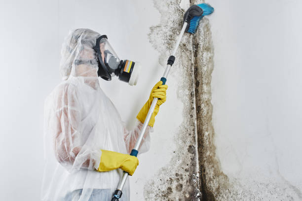 Best Home Mold Removal  in Shepherd, MI