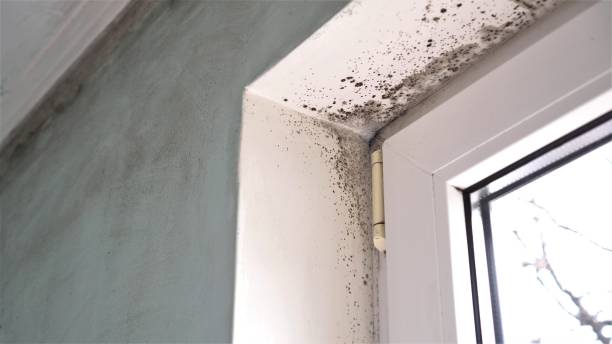 Best Mold Removal Near Me  in Shepherd, MI