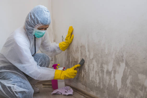 Mold Testing and Removal in Shepherd, MI