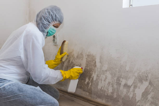 Crawl Space Mold Removal in Shepherd, MI