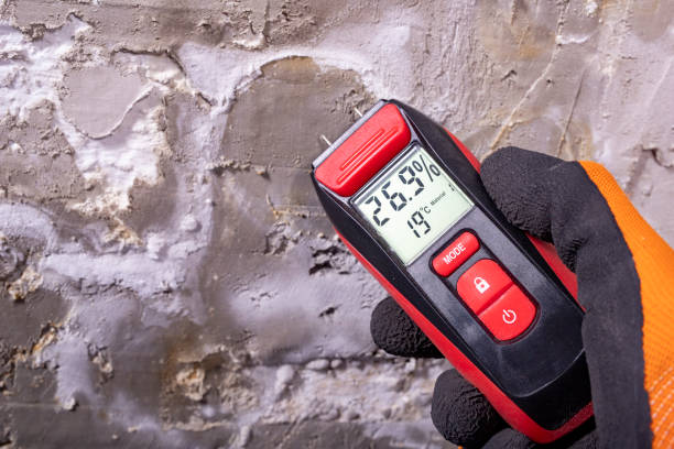 Best Affordable Mold Removal  in Shepherd, MI