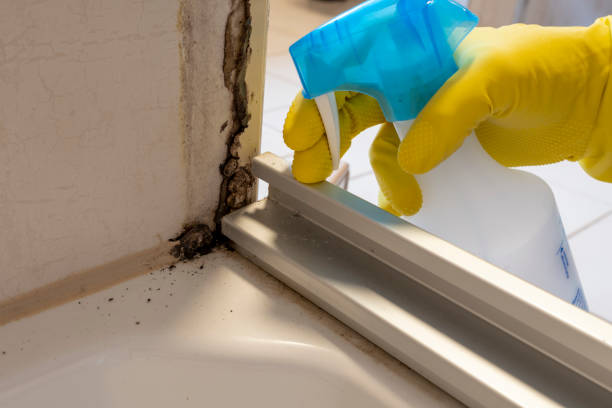 Best Mold Removal Company Near Me  in Shepherd, MI