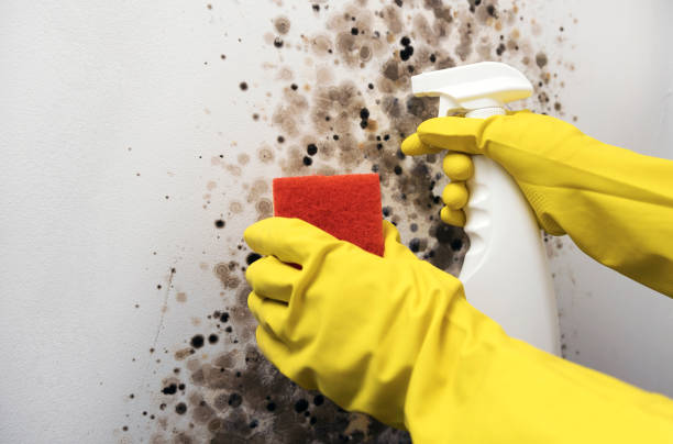 Shepherd, MI Mold Removal Company