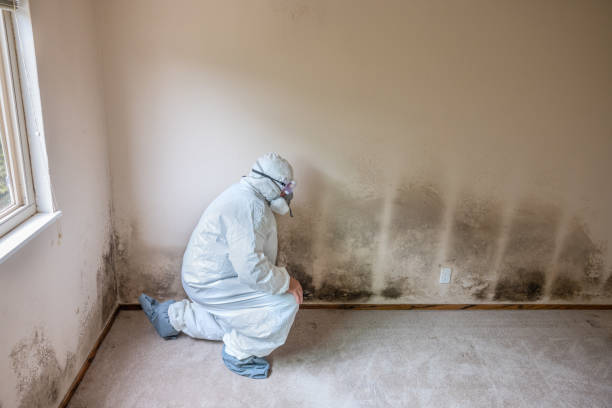 Best Mold Damage Repair  in Shepherd, MI