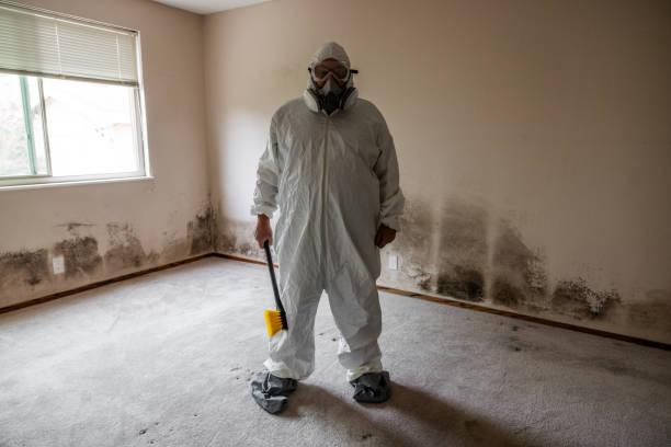 Best Mold Remediation Experts  in Shepherd, MI