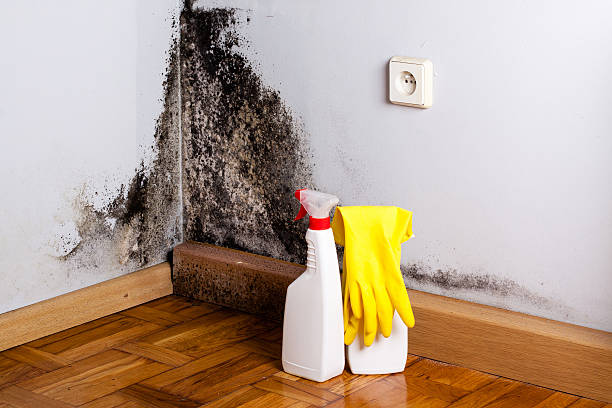 Best Local Mold Removal Service  in Shepherd, MI
