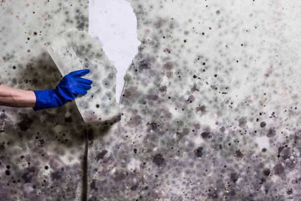 Best Water Damage Restoration  in Shepherd, MI