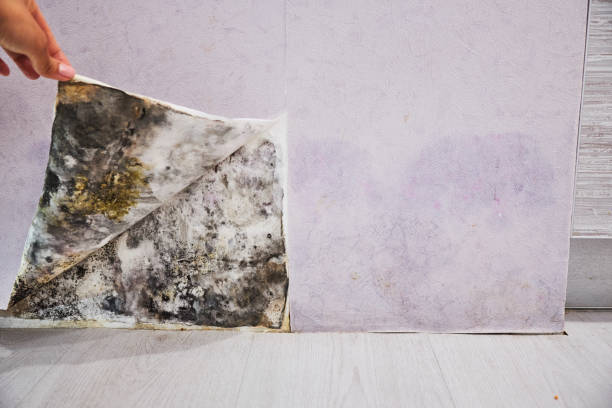 Best Professional Mold Removal  in Shepherd, MI